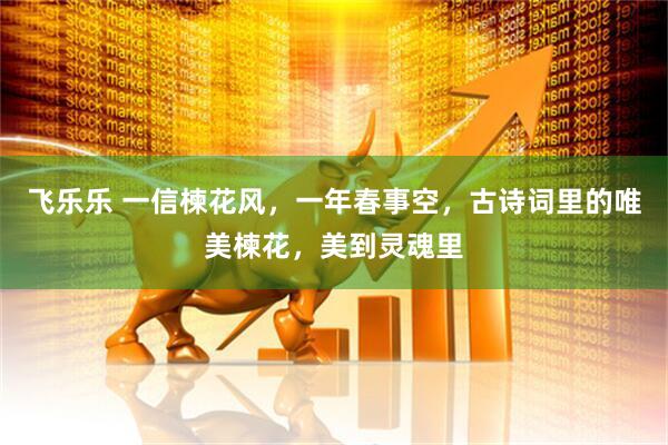 飞乐乐 一信楝花风,一年春事空,古诗词里的唯美楝花,美到灵魂里